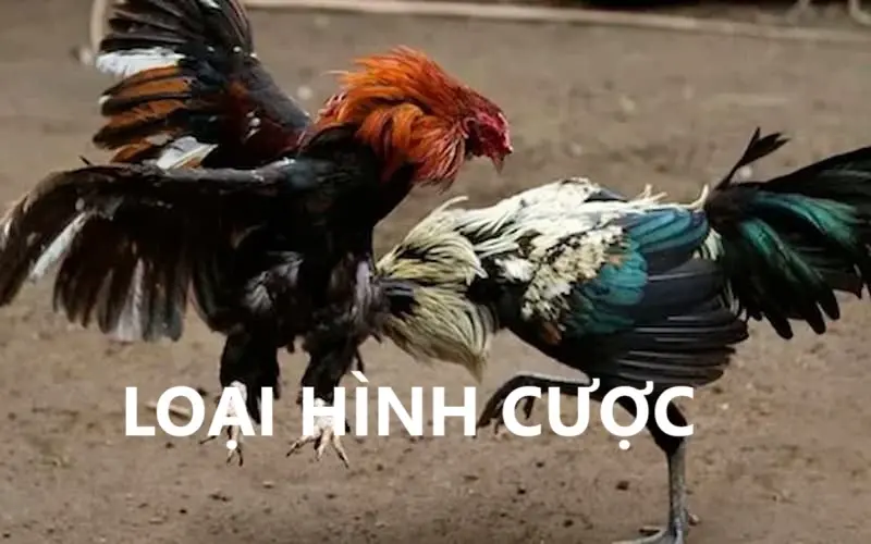 Đá Gà Cựa Sắt 8KBET - Hòa Mình Cùng Từng Màn Chiến Kịch Tính 2 Loại hình cược trong đá gà