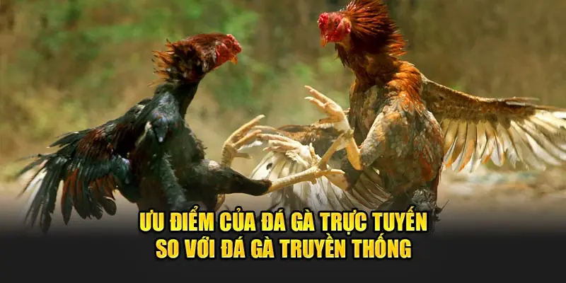 Đá Gà Cựa Dao Tại 8kbet - Sảnh Nhà Cái Số 1 Việt Nam 1 Ưu điểm của đá gà trực tuyến so với hình thức truyền thống.